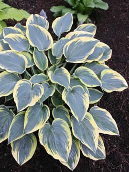 Hosta first frost